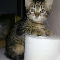 Котёнок в ПОДАРОК!!! Доставка, в г.Барановичи