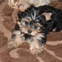 Самый обаятельный и привлекательный щеночек йорка, в Сочи