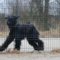 Русский черный терьер 1 год, в Москве