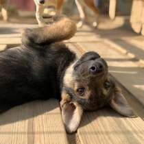 Весьма деятельный пацан ищет дом, в Санкт-Петербурге