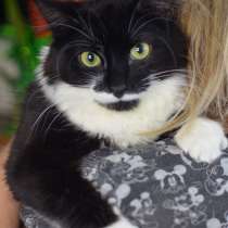 Маркиз в поиске надёдного дома, в Москве