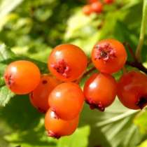 Саженцы боярышника без колючек с доставкой по России, в Томске