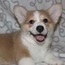 Щенки корги, в Волгограде