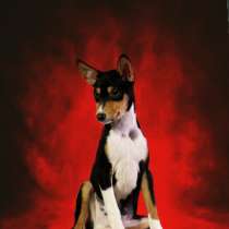 Щенки Басенджи, в Москве