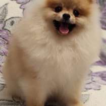 Померанский шпиц, в г.Мюнхен