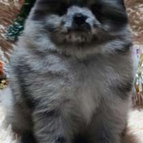 Померанский шпиц. Blue merle, в г.Берлин