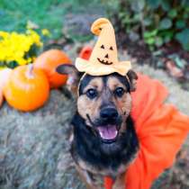 Макс ищет дом, в г.Хельсинки