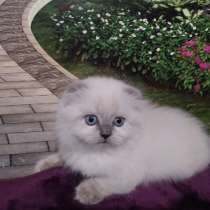 Шотландские котята, в г.Кривой Рог