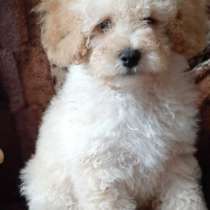 Пудель, в г.Анкара