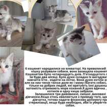 Добрим людям які врятують кошенят і отримають любов, в г.Винница