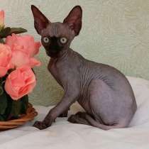 Sphynx Katzen, в г.Dissen