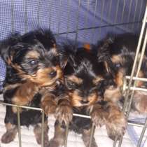 Продам великолепных щенков йорка мини, в Большом Камне