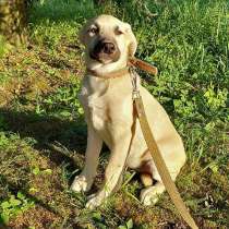 Умнейший, очень добрый щенок-подросток Кай в добрые руки, в Москве