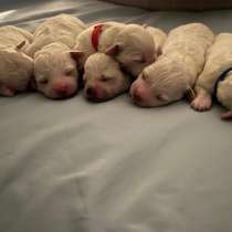 Bichon frise puppies, в г.College Place