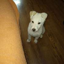 Белый щенок, в Волгограде