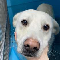 Пристраивается в хорошую семью идеальный пёс, в Москве