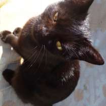 Отдам в хорошие руки, в Таганроге