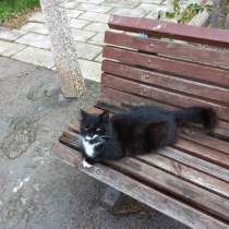 Кочешка красавица ждет самые добрые ручки!, в г.Кирьят-Ям