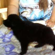 Щенки немецкой овчарки(черные), в Кольчугине