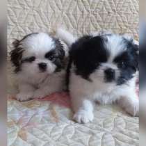 Пушистые девочки ждут своих хозяев, в Улан-Удэ