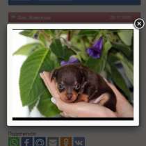 На продажу Русский той, в г.Нагария