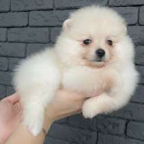 Щенки шпица, в г.Лейпциг