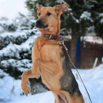 Преданный Рекс в добрые руки, в Санкт-Петербурге