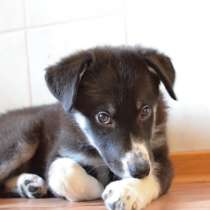 Чудесный ласковый щенок, в Санкт-Петербурге