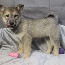 Любознательный и смешной хвостик ищет дом, в Санкт-Петербурге