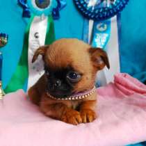 Рыжий мальчик малый брабансон, в Москве