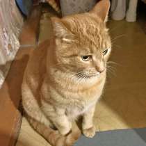 Рыжее солнышко Арсений,чудесный домашний котик в добрые руки, в Кирове