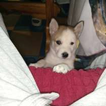 Волкособ. Только для знающих породу, в Ростове-на-Дону