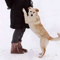 Домашние щенки-подростки Бинго и Бэмби в добрые руки, в Москве
