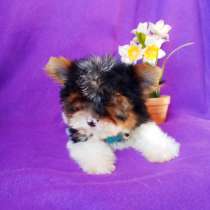 Малыш бивер йорка, в Москве