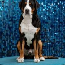 Щенки Большого Швейцарского зенненхунда, в Пушкино