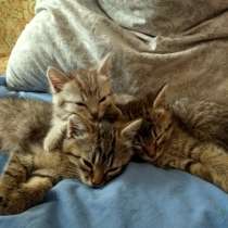 Отдам котят бесплатно, в г.Полтава