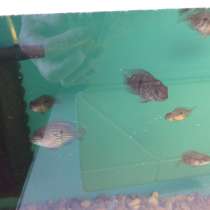 Продам мальков голубовато -пятнистой акары, в г.Тирасполь