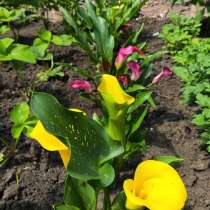 Древовидные пионы и много других для клумб, в г.Луганск