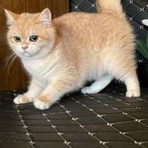 Кошка в окрасе Золотая шиншила ny12, в г.China