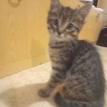 Отдам котёнка, в Костроме