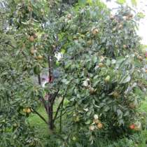 Фрукты и овощи из собственного сада в Вязьме, в Вязьме