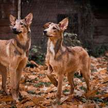 Кобра, Эфа и Анаконда ищут семью, в Москве