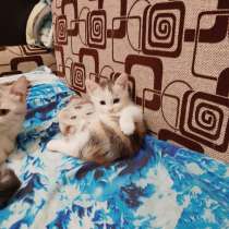 Отдам котят бесплатно, в Самаре
