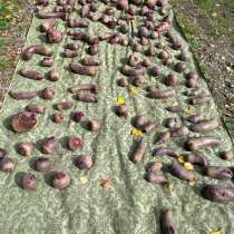 Свёкла свежая, в Шарье