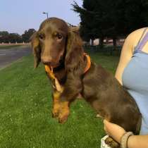 Dachshund standard chocolate long hair boy 5 months $2000 AK, в г.Фресно