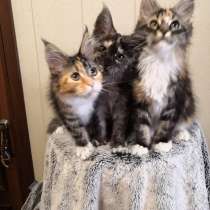 Meine Coon, в г.Lomazzo