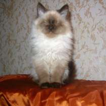 Котята породы Невская маскарадная, в Москве