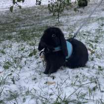 Ušatý králík, mladý velmi přítulný a milý, в г.Яблонец