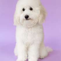 Белоснежный той пудель, мальчик, в г.Рамат-Ган