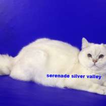 Британская шиншилла поинт кошки, в Москве